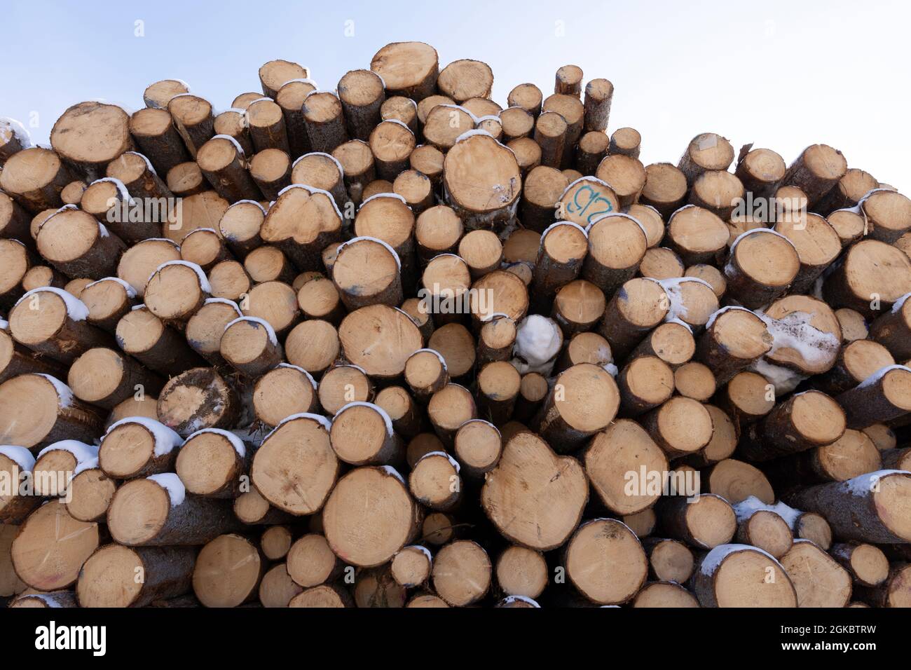 Mucchio di tronchi di albero registrati. Alberi segati dalla foresta. Legname di legno per tronchi. Foto Stock