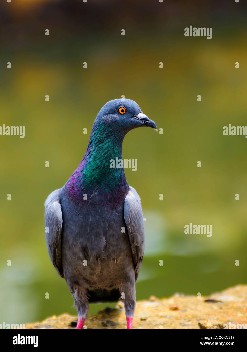 Bella cute strada piccione ritratto vicino a un torrente d'acqua in via havelock a Galle. Piume colorate vivide, occhi giallognoli-arancioni luminosi vicini Foto Stock