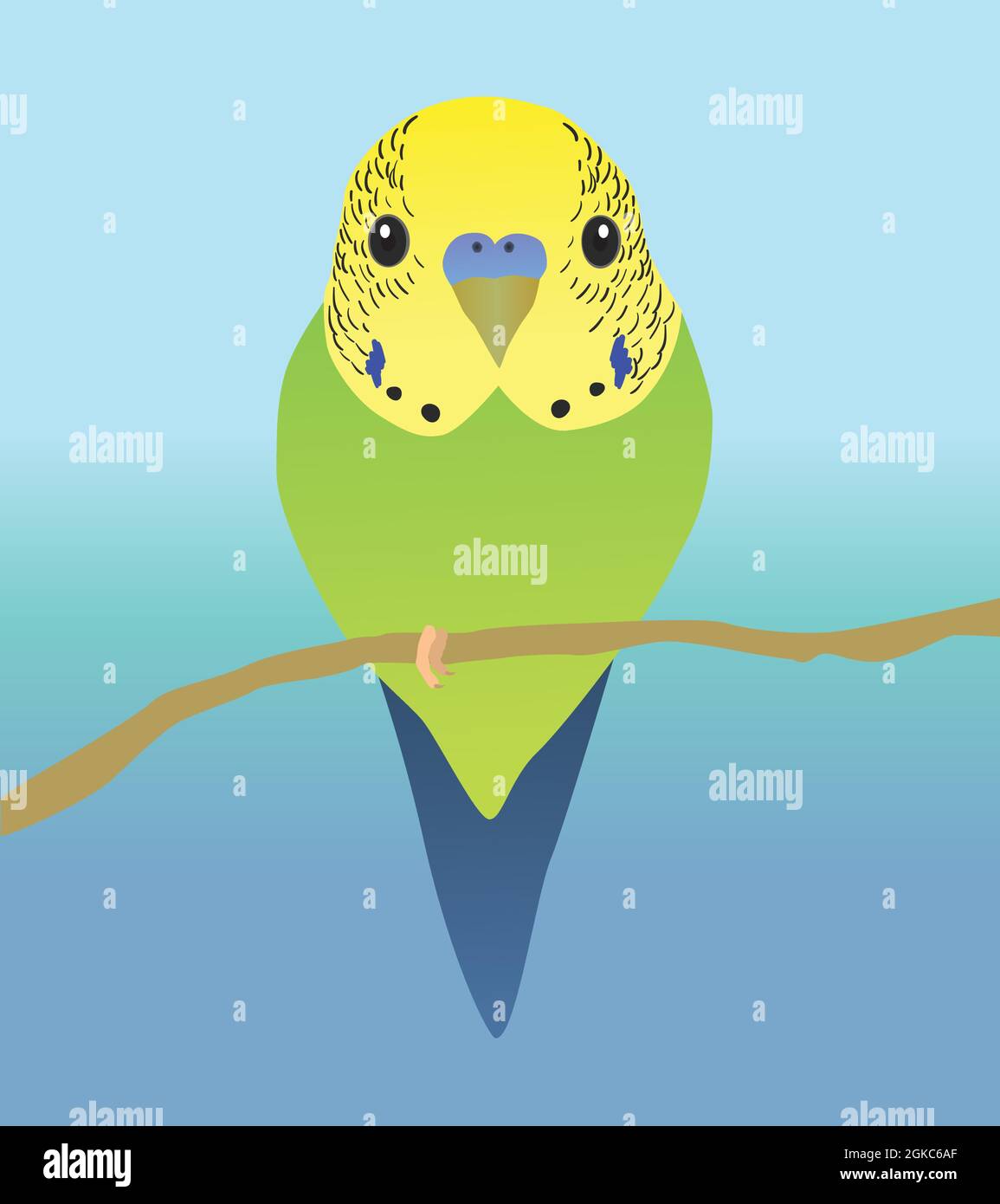 Un'illustrazione vettoriale di un budgie molto carino. Il parakeet è seduto su un posatoio e lo vedi dal suo ventre. Entrambi gli occhi sono visibili. Illustrazione Vettoriale