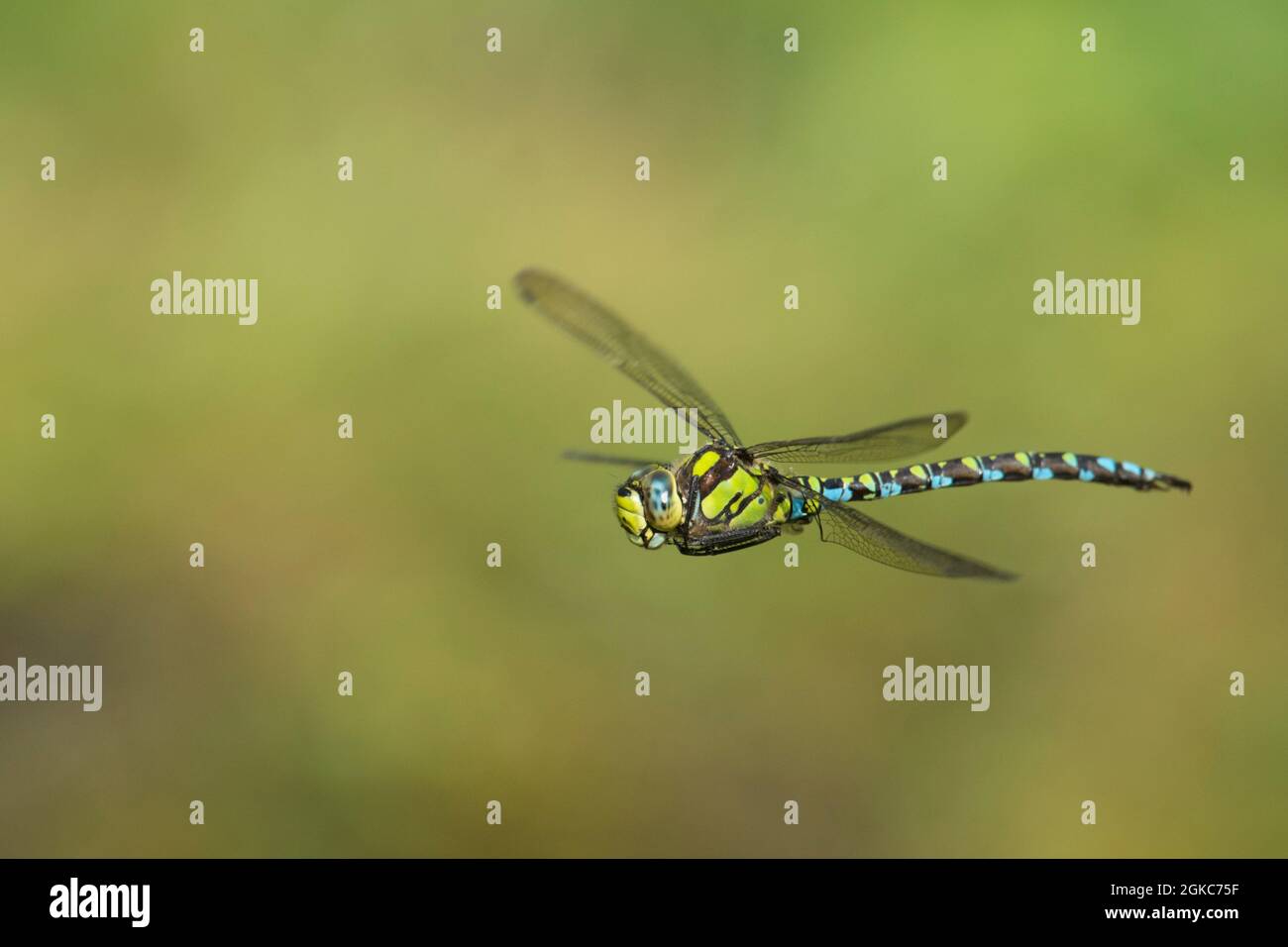Southern-Hawker, Aeshna cianea, maschio battenti con fondo verde semplice, settembre. Sussex, Regno Unito Foto Stock