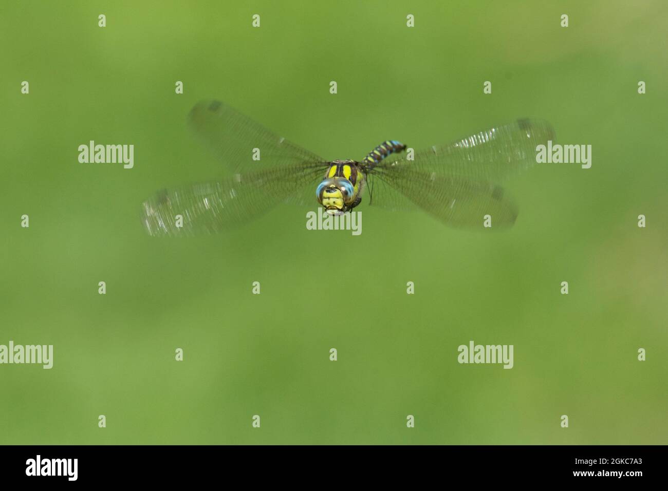 Southern-Hawker, Aeshna cianea, maschio battenti con fondo verde semplice, settembre. Sussex, Regno Unito Foto Stock