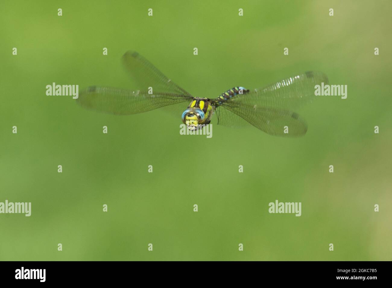 Southern-Hawker, Aeshna cianea, maschio battenti con fondo verde semplice, settembre. Sussex, Regno Unito Foto Stock