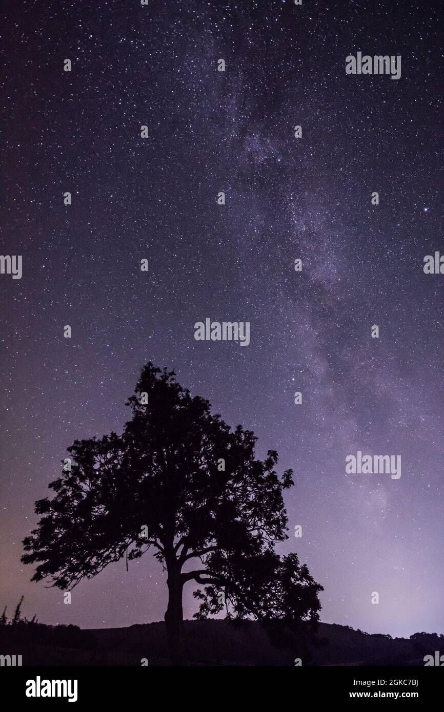 La galassia della Via Lattea nel cielo notturno accanto alla silhouette dell'albero sulla collina nella campagna del South Downs National Park, Foto Stock