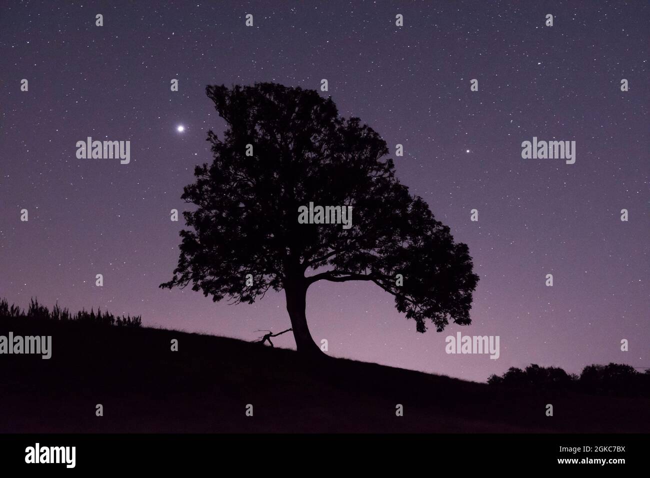 Stelle e pianeti Giove e Saturno accanto alla silhouette dell'albero, Giove luminoso a sinistra dell'albero, Saturno a destra dell'albero Sussex, UK, cielo notturno, Foto Stock