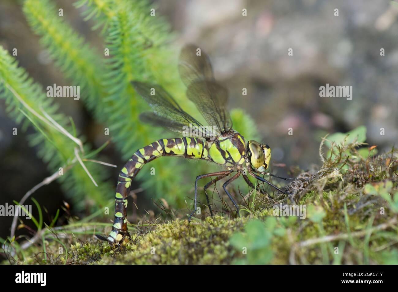 Southern Hawker libellula, Aeshna cianea, uova di deposizione in frangia di stagno giardino, settembre Foto Stock