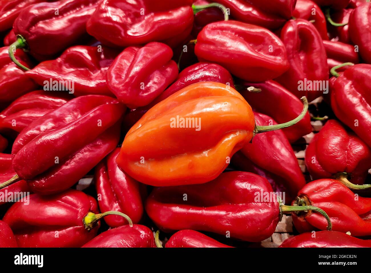 Stack di habanero chilis rosso (Capsicum chinense) su una bancarella del mercato. Foto Stock