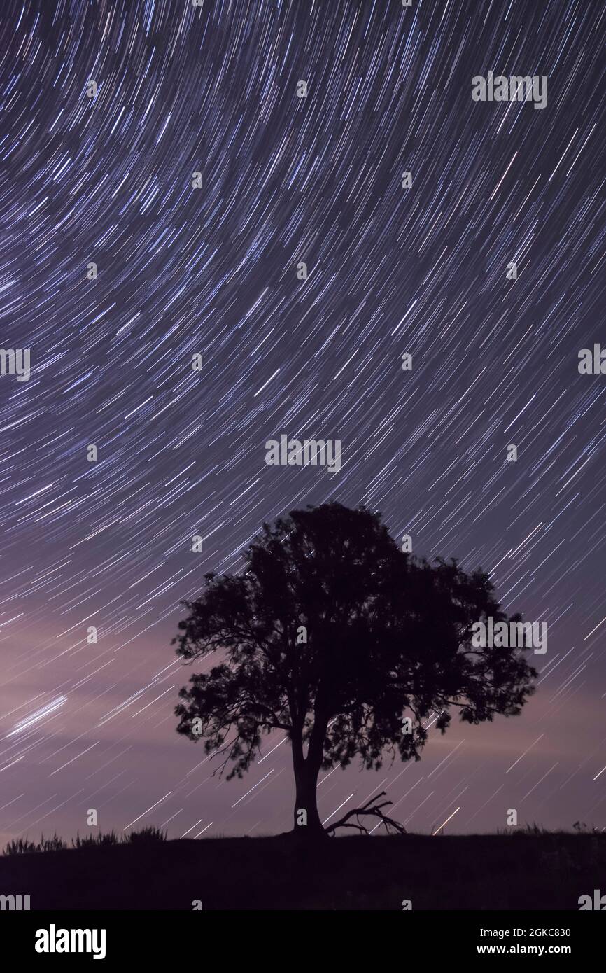 Pleiades, Seven Sisters, gruppo di stelle che si innalza ad est lasciando sentieri stellari, Pleiades a sinistra di albero, starbroils, cielo notturno, silhouette di albero Foto Stock