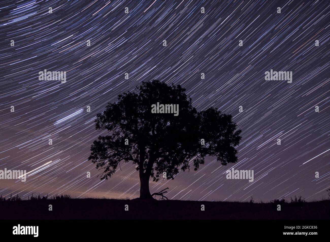 Pleiades, Seven Sisters, gruppo di stelle che sorge a est lasciando sentieri stellari, Pleiades a sinistra di albero, Aldebaran che sorge appena sotto Pleiades, stastroils Foto Stock