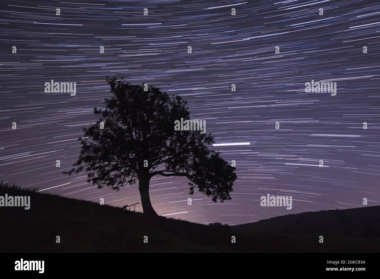 Star-trails e pianeti che si muovono attraverso il cielo notturno, Giove lasciando una linea da destra dell'albero, Saturno svenitore, destra e inferiore. Settembre 2021 Regno Unito Foto Stock