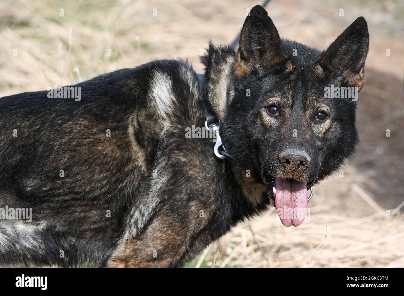 Military Working Dog Jimo, 75° Security Forces Squadron, durante l'addestramento al rilevamento di esplosivi il 10 marzo 2021, presso la base dell'aeronautica militare di Hill, Utah. Foto Stock