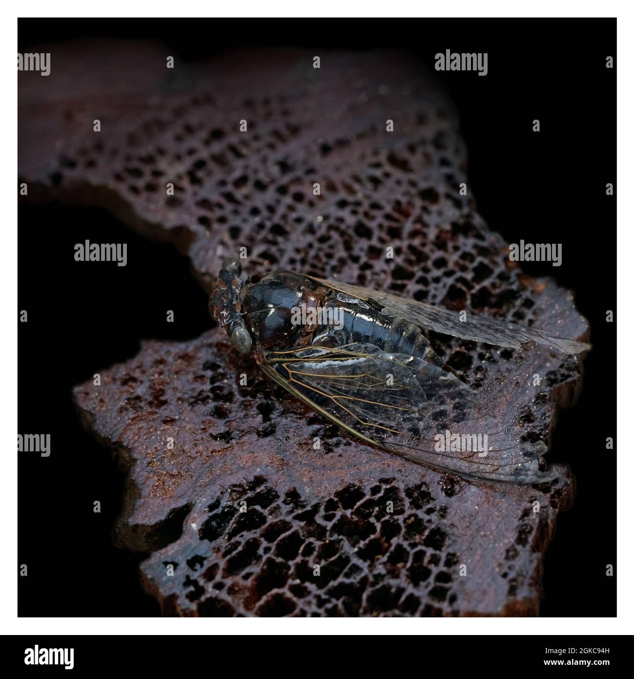Primo piano di una grande mosca contro uno sfondo di pietra porosa rosso-marrone. Bellezza naturale delle forme e delle linee. Un elemento decorativo all'interno. Foto Stock
