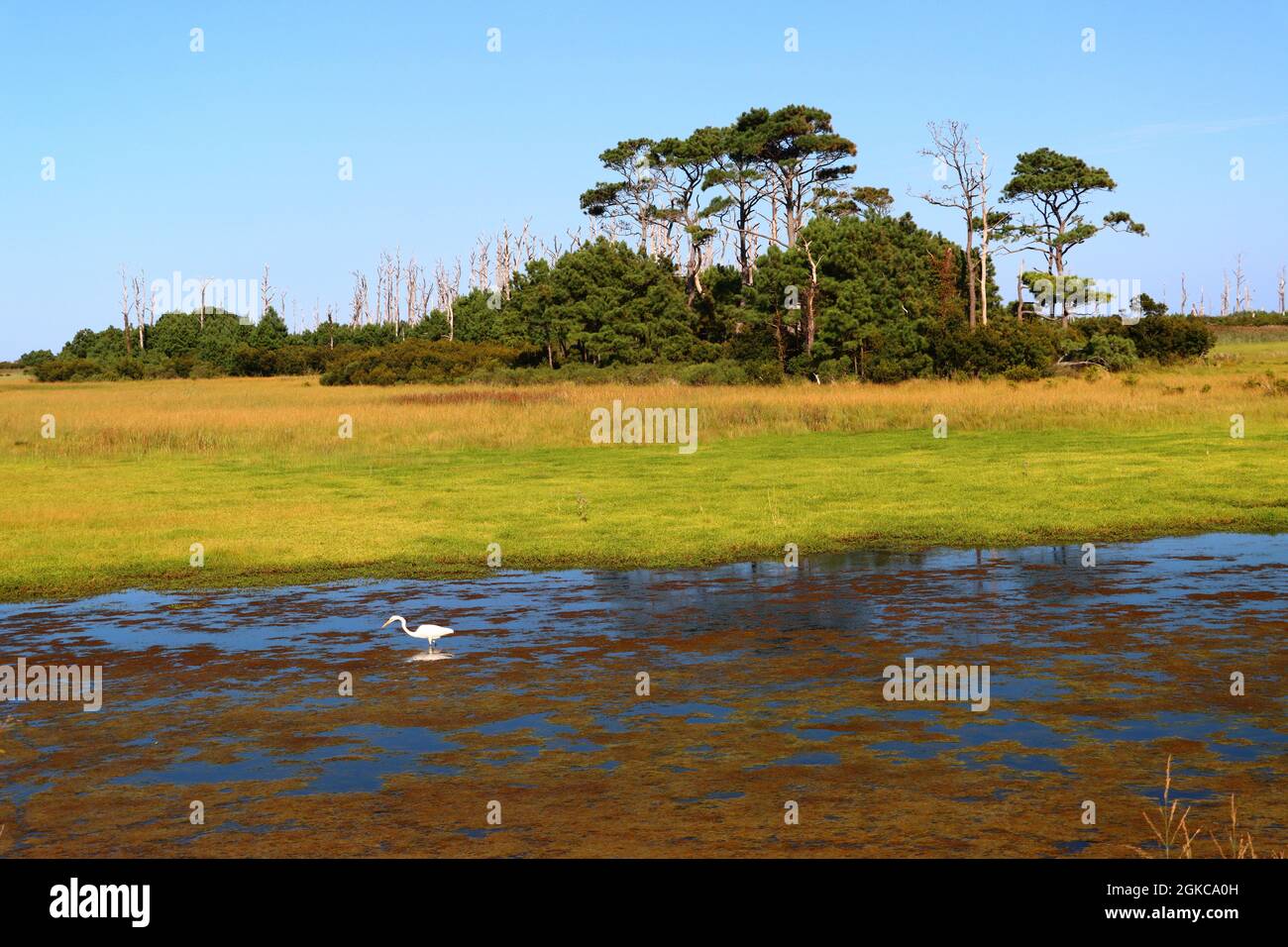 Chincoteague Island Foto Stock