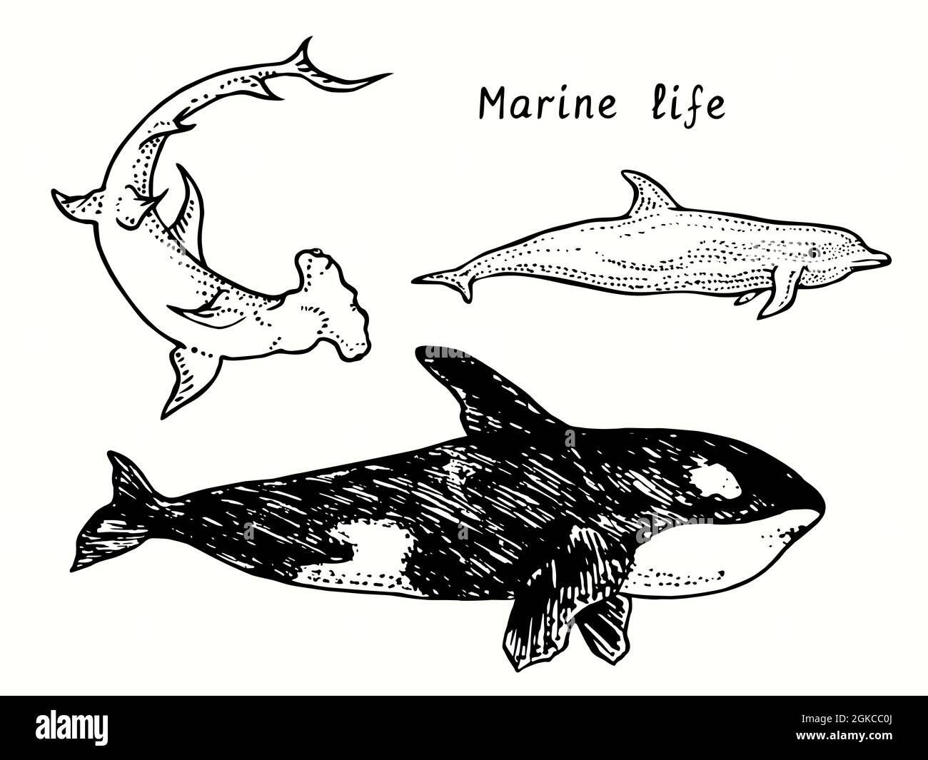 Collezione Marine LIFE. Grande squalo Hummerhead, balena Killer (Orca), vista laterale dei delfini Bottlenose. Inchiostro bianco e nero Doodle disegno legno stile taglio Foto Stock