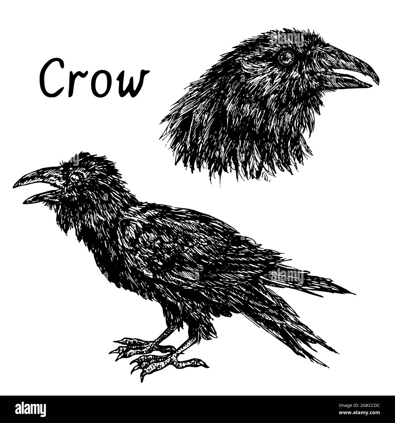 Black Crow Side Portrait e collezione di teste. Immagine del disegno in bianco e nero con inchiostro Foto Stock