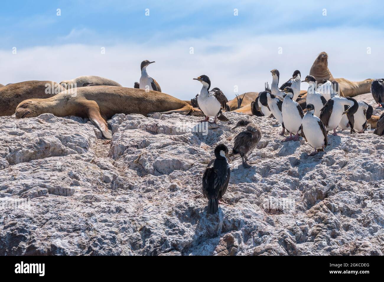 Leoni marini e colonia cormorana sulla costa argentina della Patagonia Foto Stock