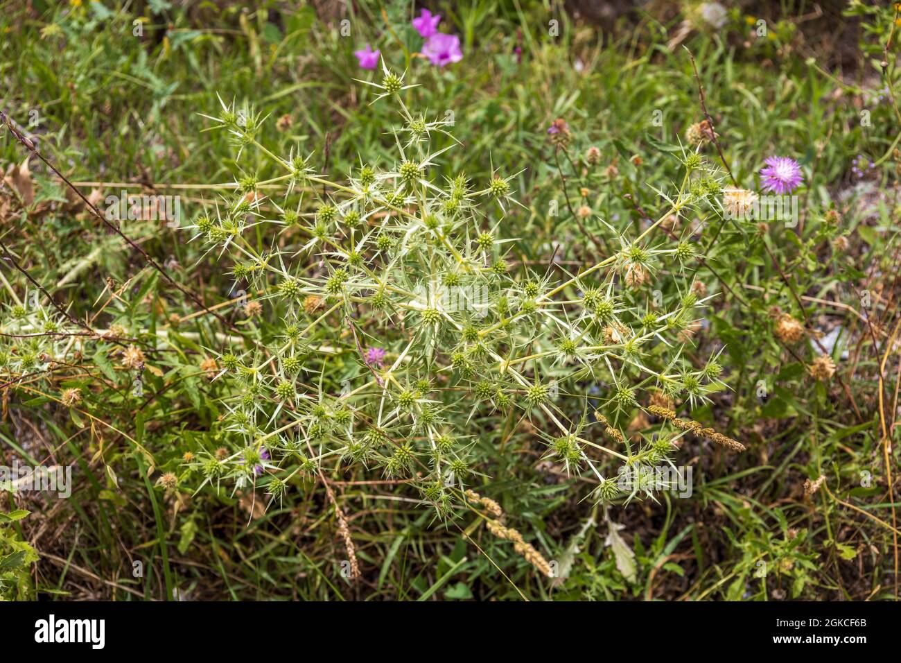 Eryngium campestre, pianta di Eryngo Foto Stock