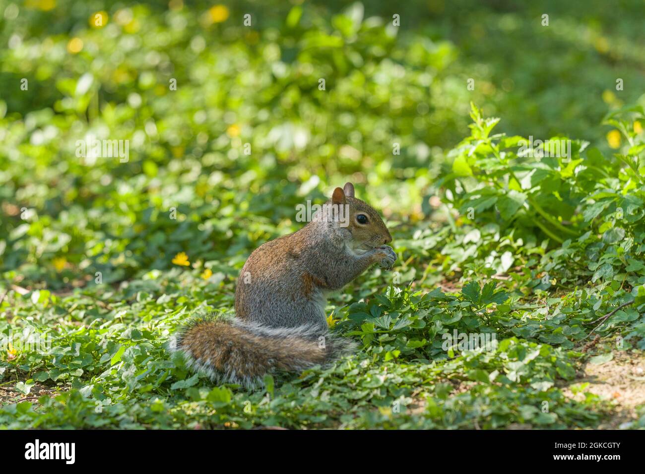 lo scoiattolo grigio europeo (Sciurus carolinensis) sedeva durante l'alimentazione al suolo. Woolhope Herefordshire Regno Unito. Aprile 2021 Foto Stock