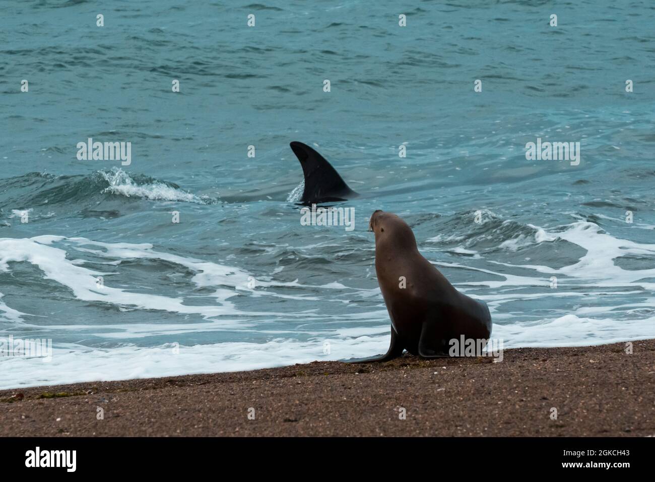 Caccia alle balene killer leoni marini, Patagonia, Argentina. Foto Stock