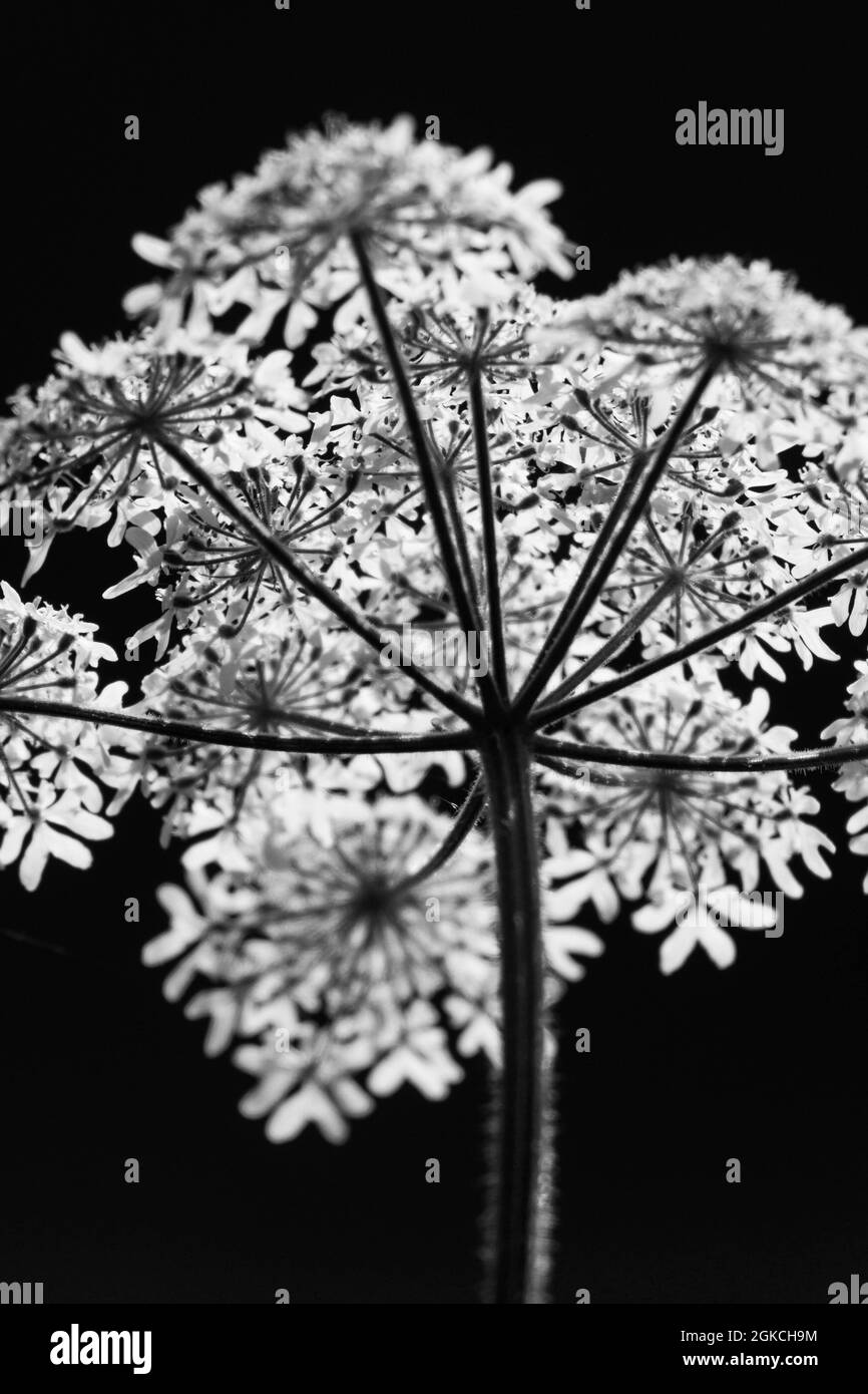 Prezzemolo di mucca (Anthriscus sylvestris) su uno sfondo scuro, Herefordshire Regno Unito. Giugno 2021. Foto Stock