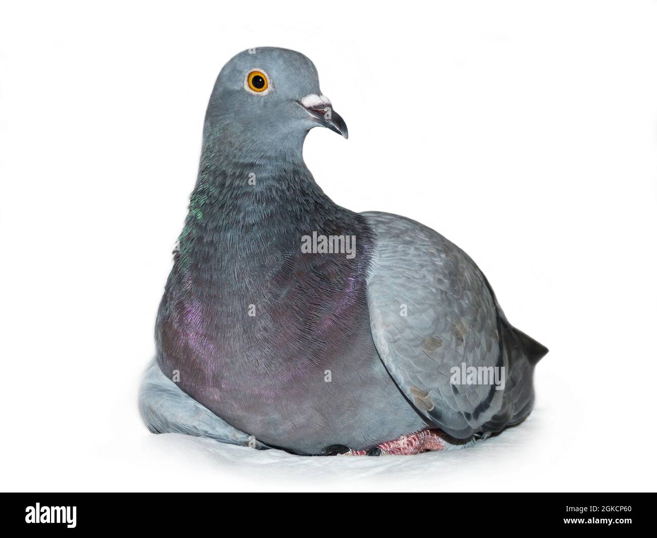 Questa foto di scorta mostra un piccione grigio che giace. Foto Stock