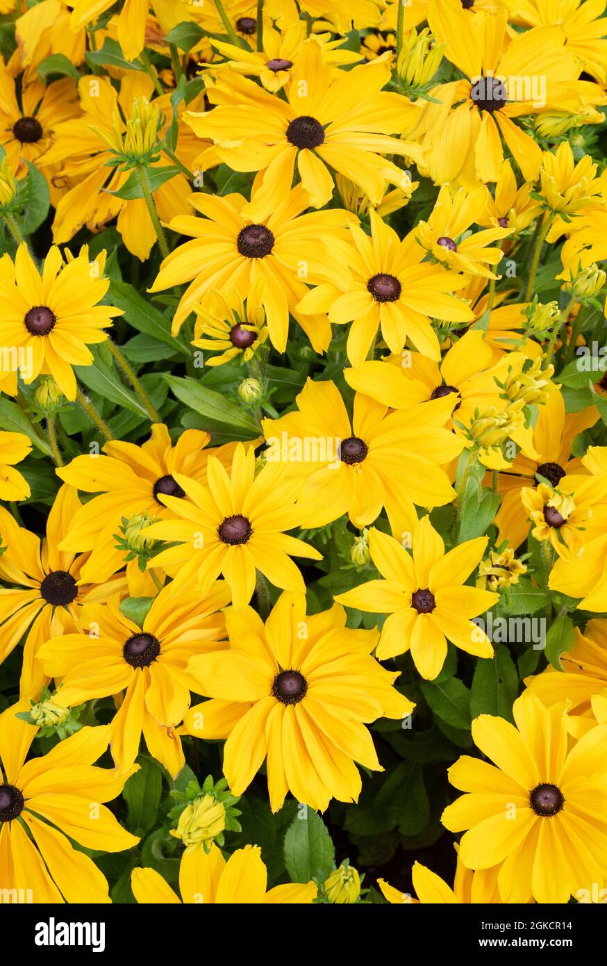 Rudbeckia. Coneflowers in un confine giardino inglese Foto Stock