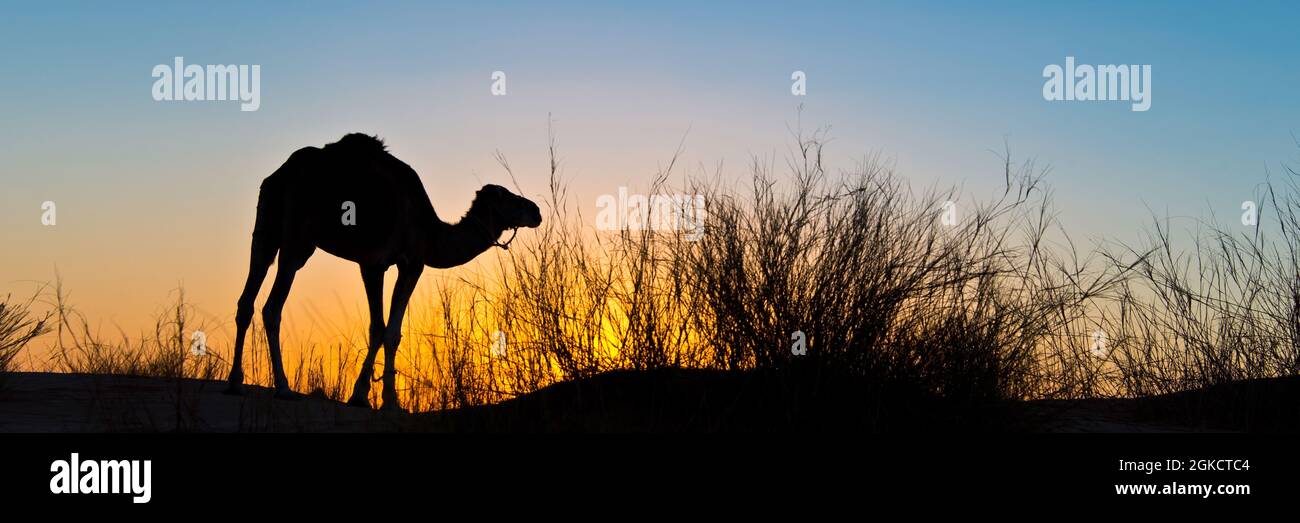 Silhouette di un cammello al tramonto nel deserto del Sahara, Tunisia meridionale. Banner Web panoramico Foto Stock
