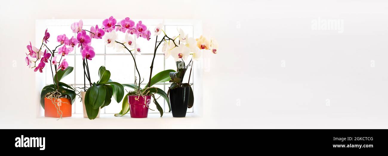 Raccolta di orchidee phalaenopsis su sfondo panoramico con spazio copia Foto Stock