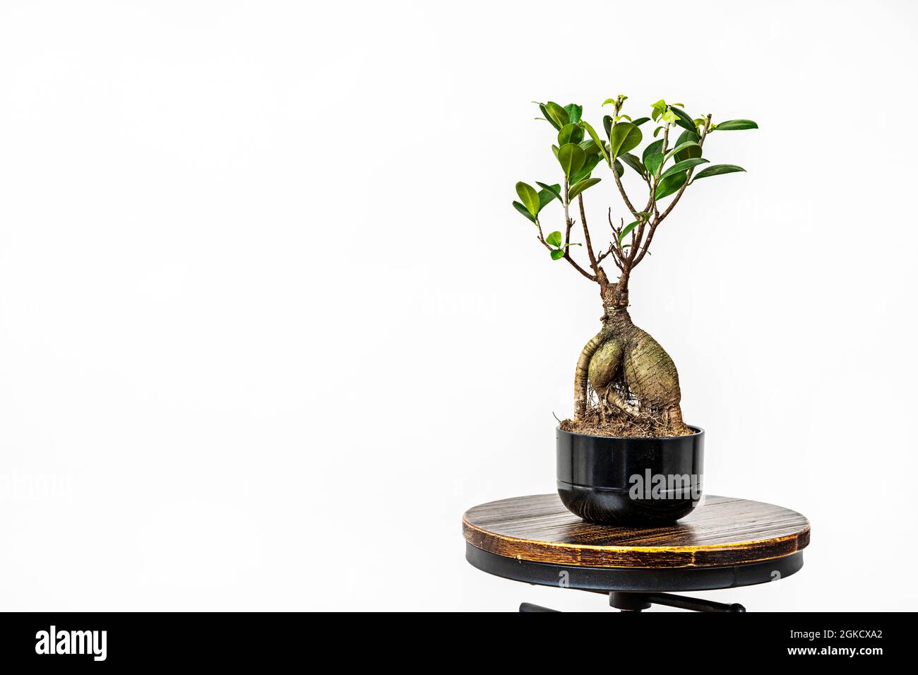pentola con ficus ginseng bonsai su sgabello rotondo industriale con fondo bianco Foto Stock