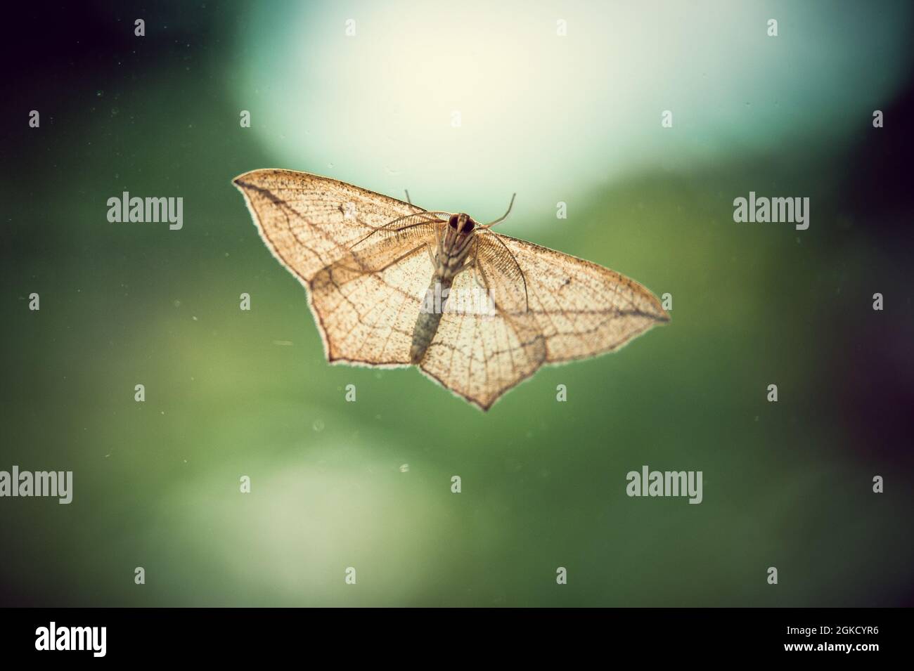 Un solo Moth Foto Stock