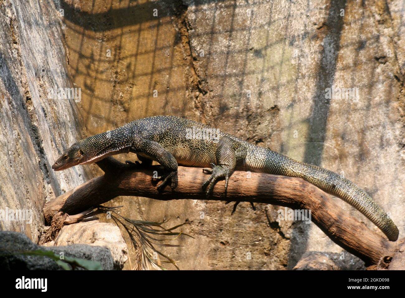 Ritratti di Monitor lucertole nella conservazione. Foto Stock