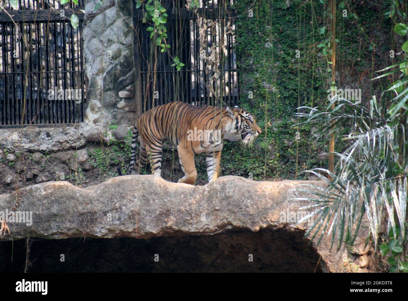 Sumatran Tiger. La tigre di Sumatran è una popolazione di Panthera tigris sondaica sull'isola indonesiana di Sumatra Foto Stock