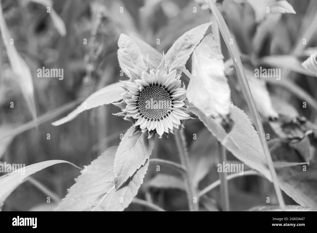 Foto in scala di grigi di un bellissimo girasole in un campo Foto Stock