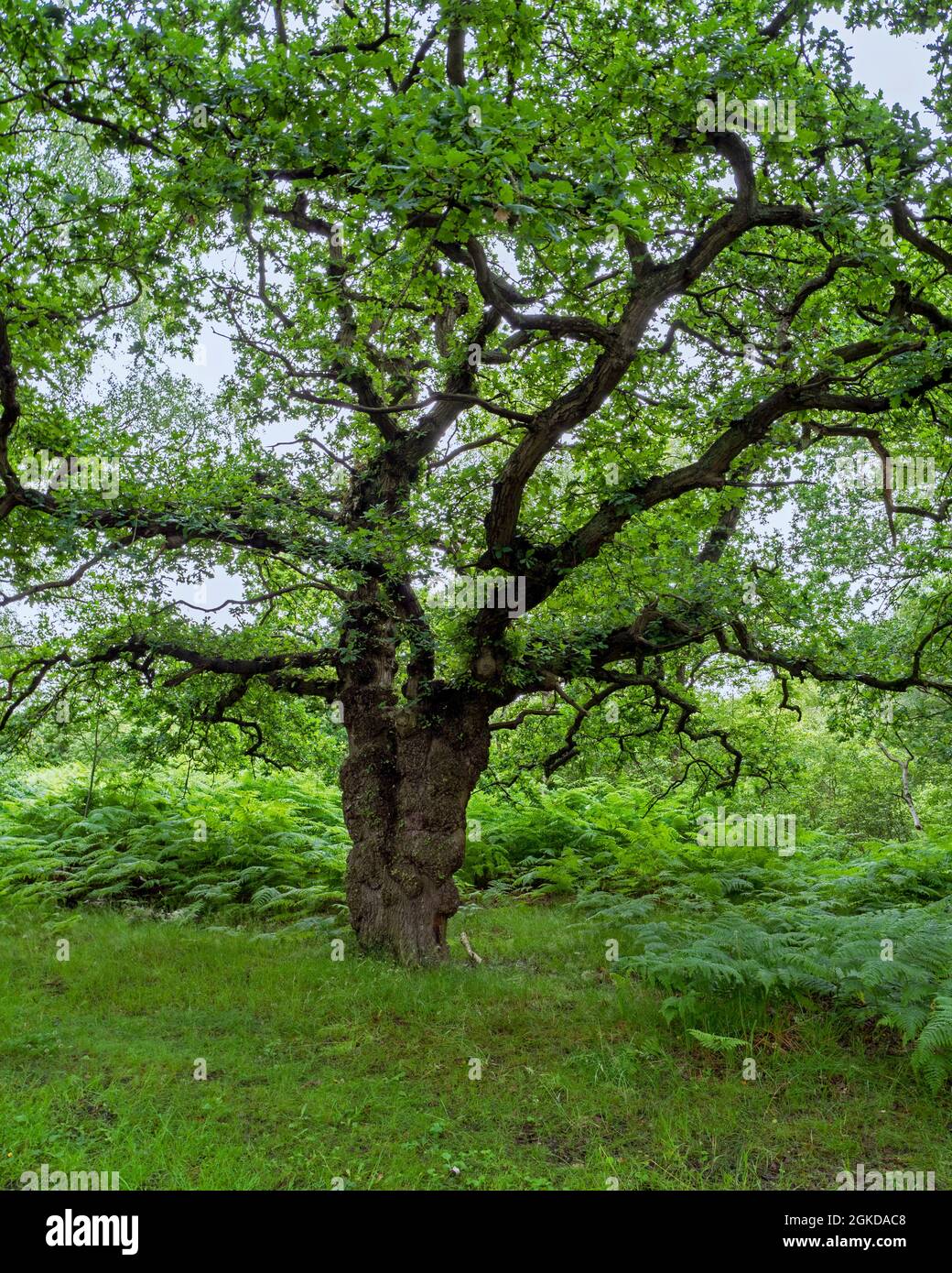 Antico albero di quercia con verde vegetazione estiva Foto Stock