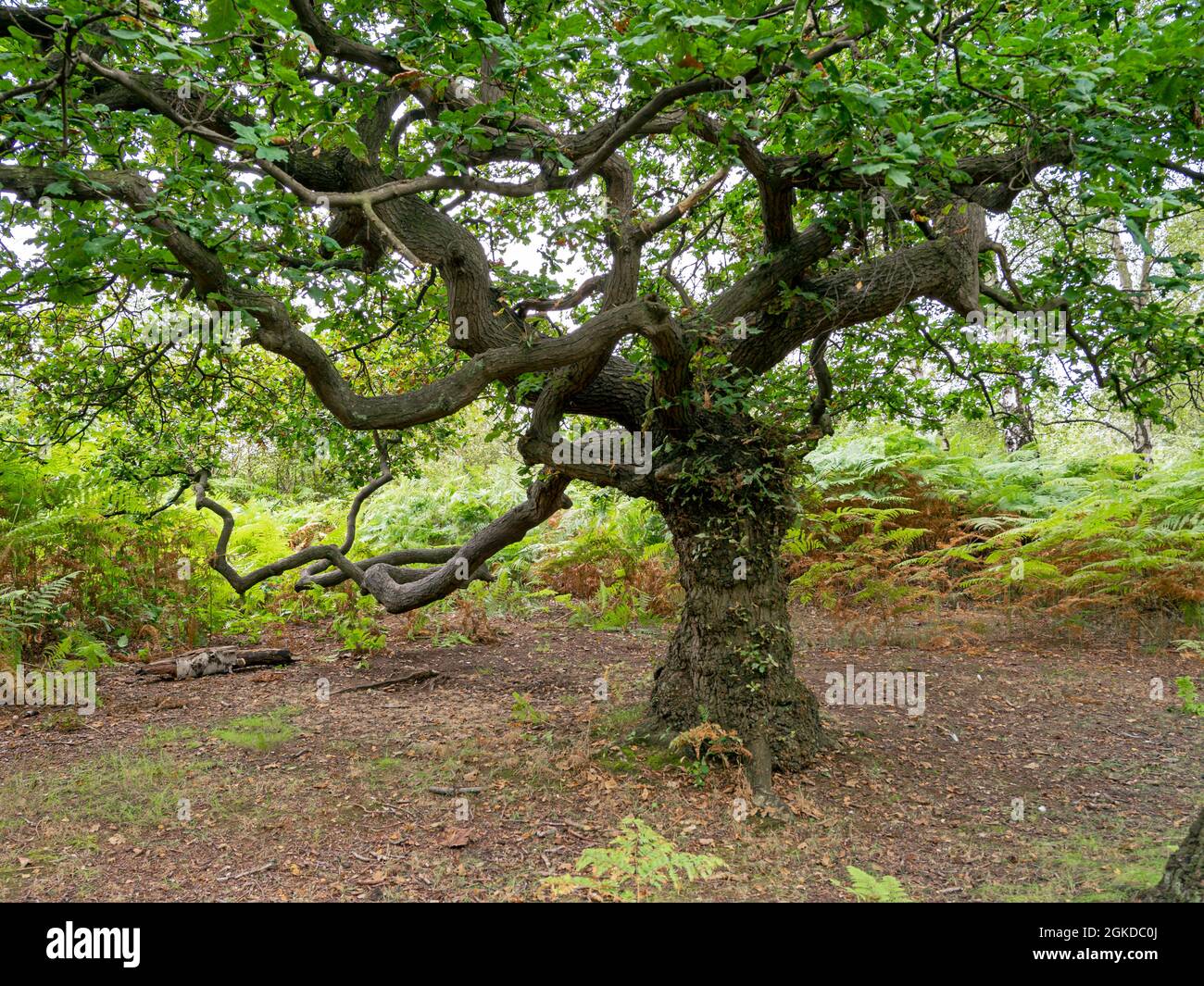 Quercia con rami spalmanti fogliame verde estivo Foto Stock