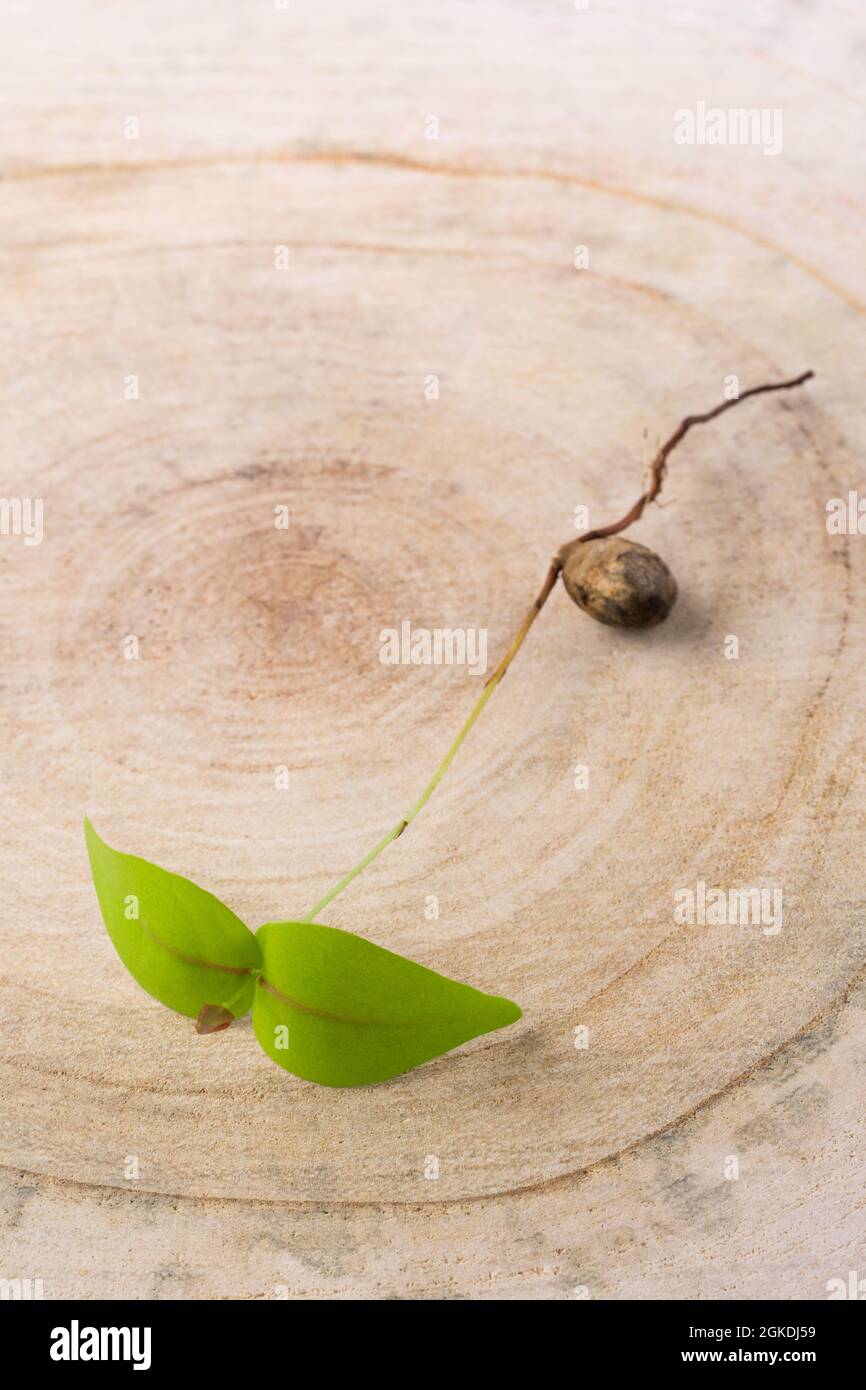 giovane pianta di ciliegio brasiliana che cresce da un seme o da una piantina, pianta intera con nuove foglie fresche, semi e radici, germe germogliate su un bosco Foto Stock