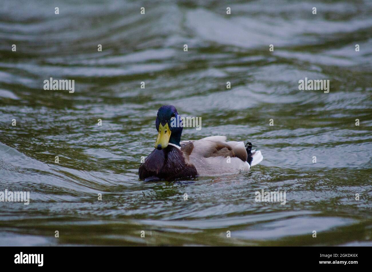 Un'anatra di Mallard maschio ( Anas platyrhynchos ) sull'acqua di un lago a Bucarest, Romania - Foto: Geopix Foto Stock