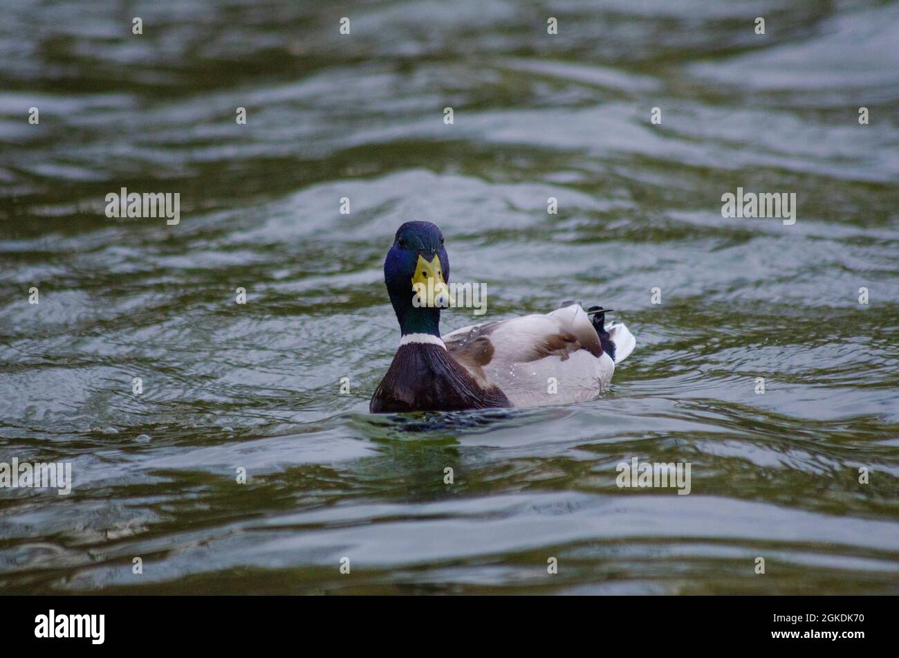 Un'anatra di Mallard maschio ( Anas platyrhynchos ) sull'acqua di un lago a Bucarest, Romania - Foto: Geopix Foto Stock