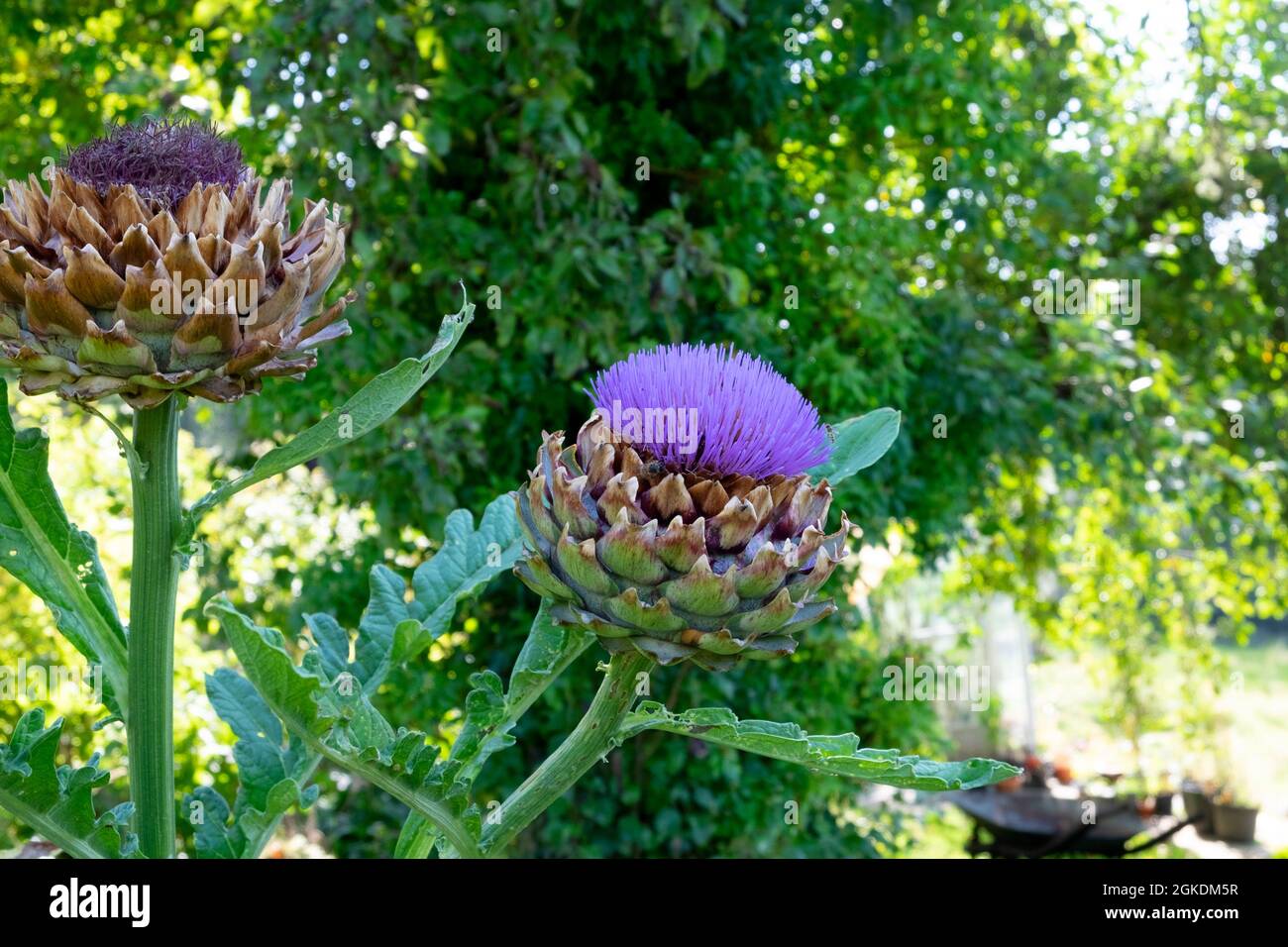 Fiore di carciofo viola del globo Cynara Scolymus che cresce in un orto biologico nel Galles occidentale Regno Unito Gran Bretagna KATHY DEWITT Foto Stock