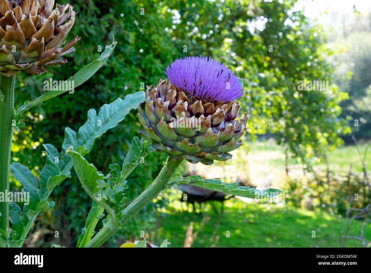 Fiori di carciofo globo viola Cynara Scolymus che cresce in un orto biologico nel Carmathenshire Galles occidentale Regno Unito Gran Bretagna KATHY DEWITT Foto Stock