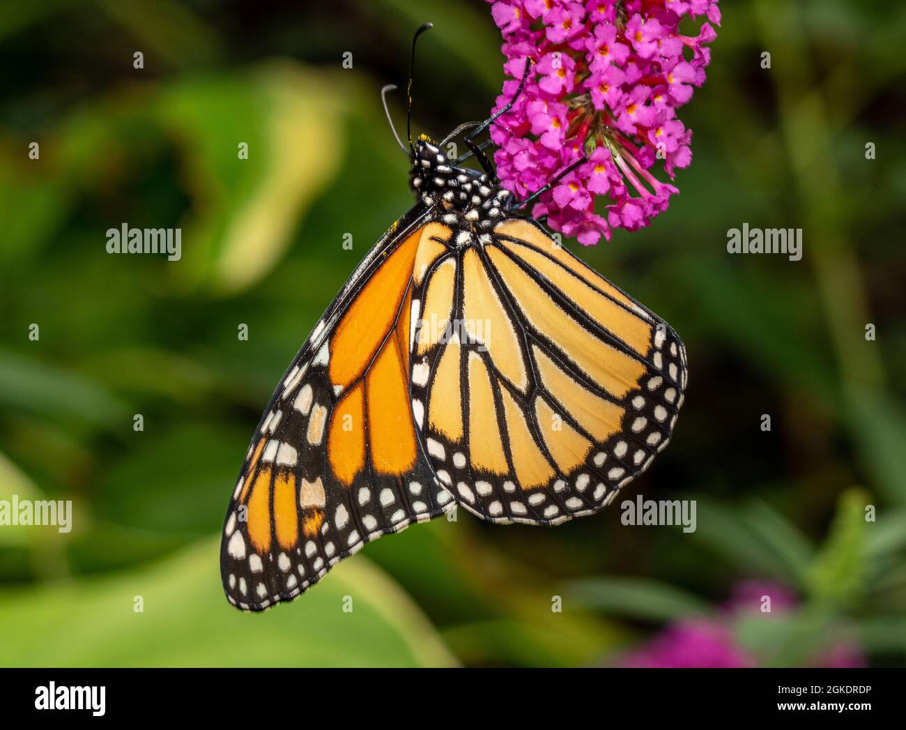 Bella farfalla monarca arancione e giallo che si nuote sulle piante in un giardino domestico Foto Stock