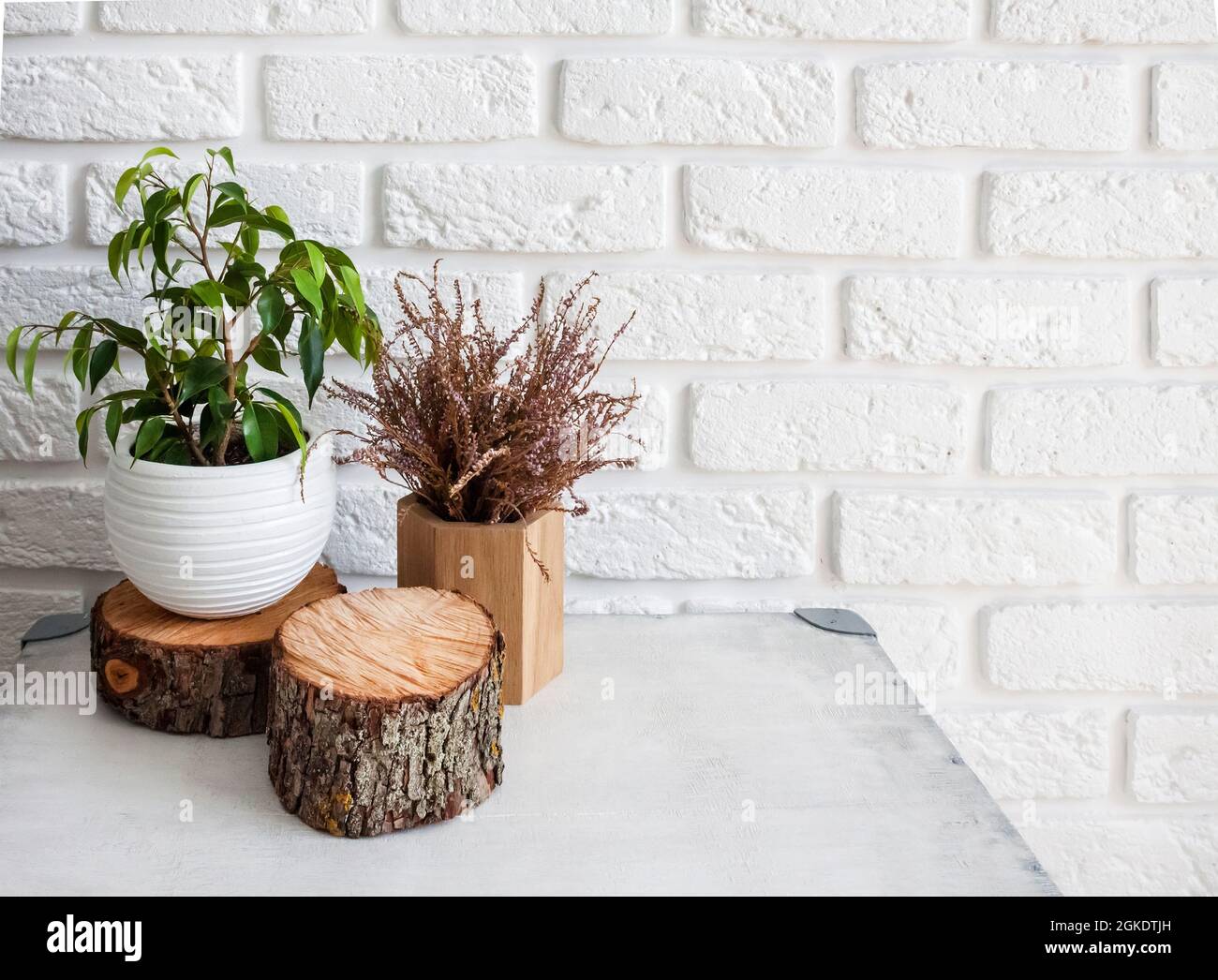 Decorazioni naturali in interni domestici. Ficus pianta in una pentola e un ceppo di albero su sfondo bianco muro di mattoni. Foto Stock