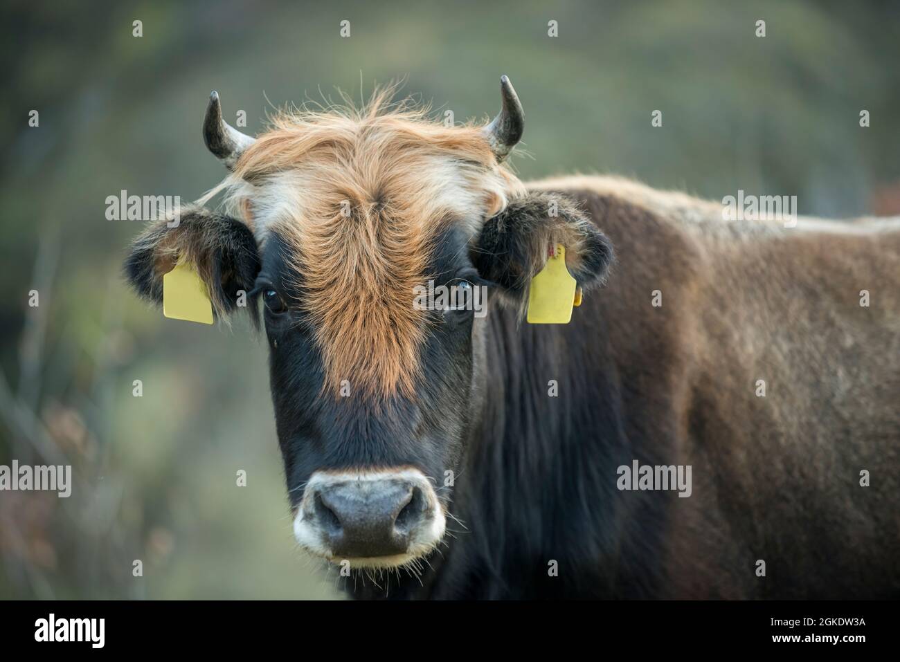 vitello vaccinato allevato in pascoli di montagna con l'aspetto di una mucca persa Foto Stock