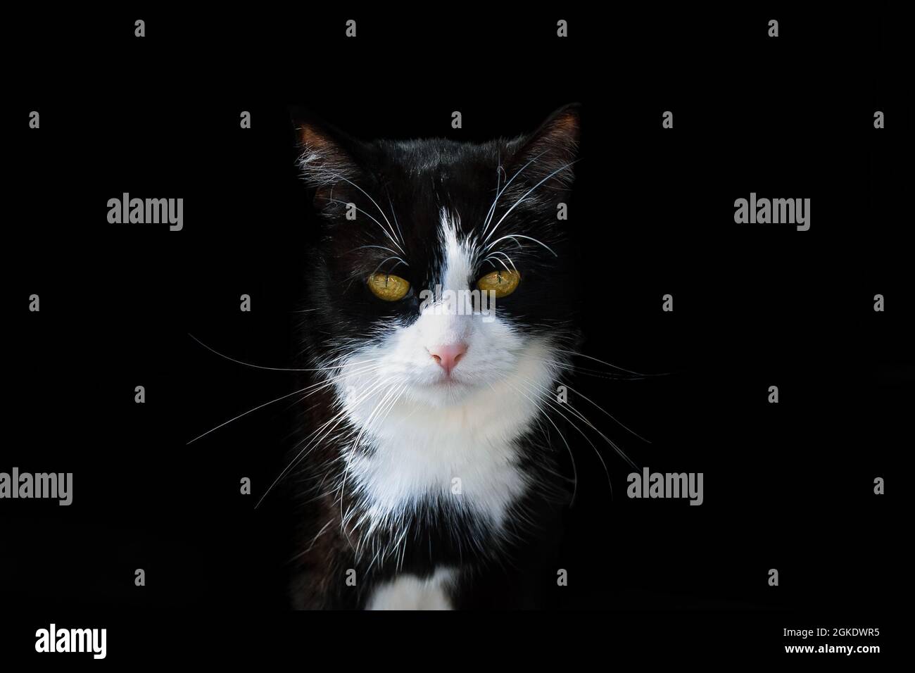 Ritratto di un gatto di tuxedo bianco e nero, fissando, occhi che brilla al buio. Sfondo nero. Foto Stock