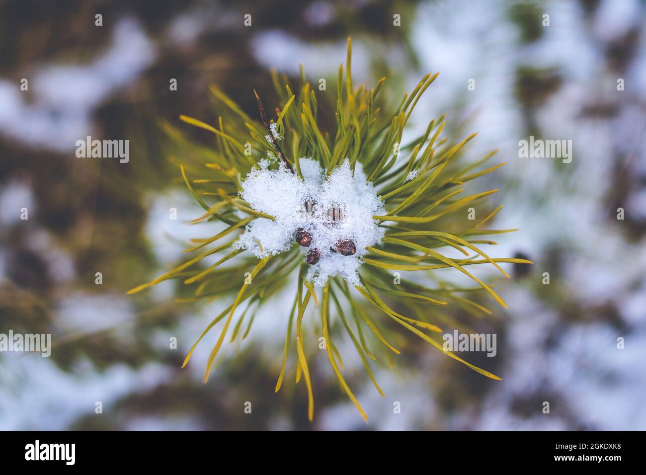 Pino giovane che cresce su prato in inverno coperto di neve, vista dall'alto Foto Stock