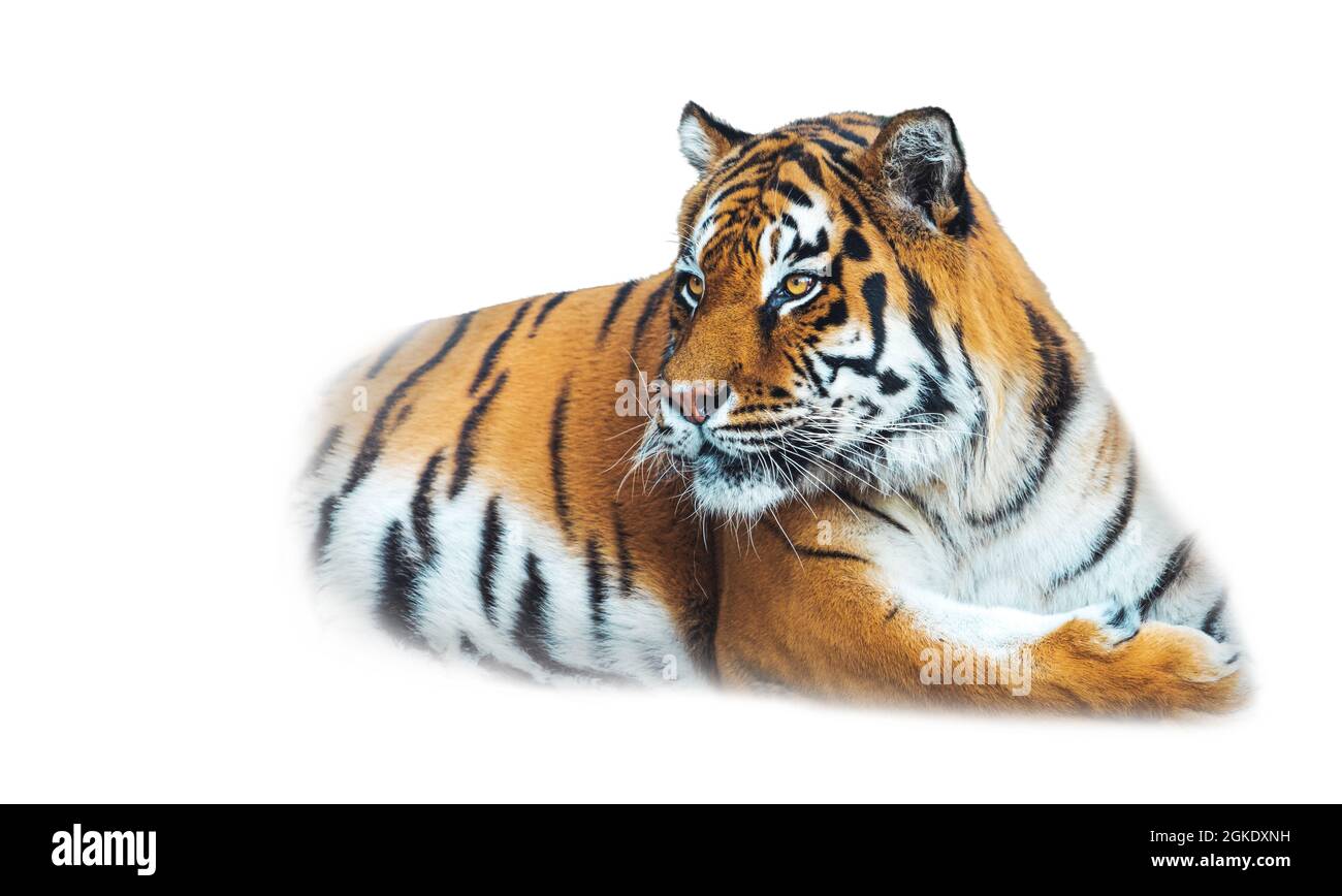 tiger close up isolato su bianco Foto Stock