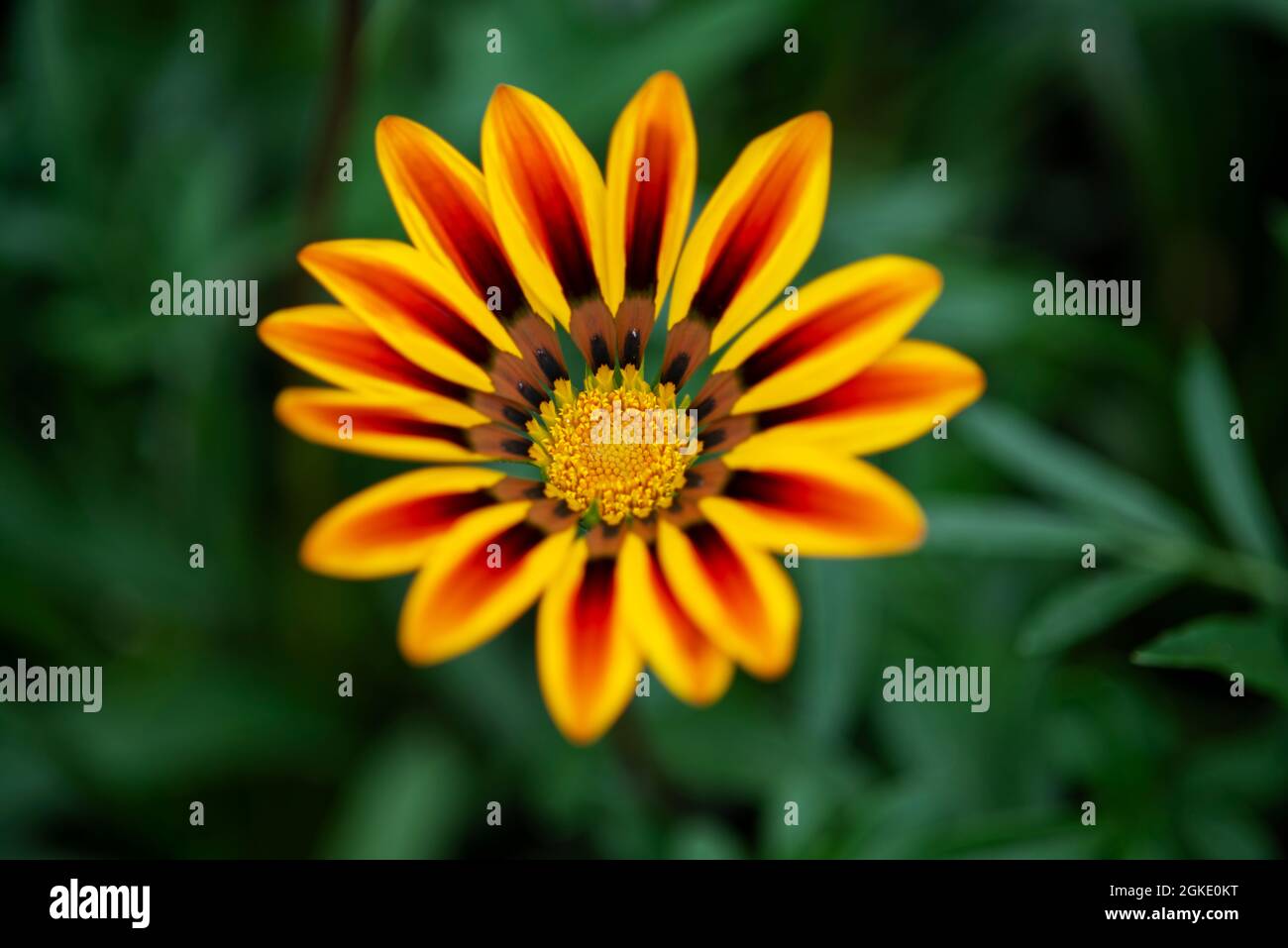 Bella gazania di toni gialli e rossi con un grande bokeh verde sullo sfondo Foto Stock