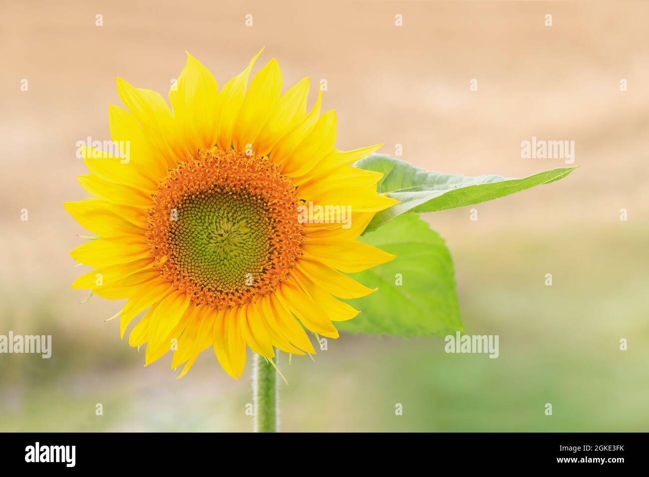 Eine Sonnenblume blüht am Feldrand a Hohenhaslach, in Germania Foto Stock