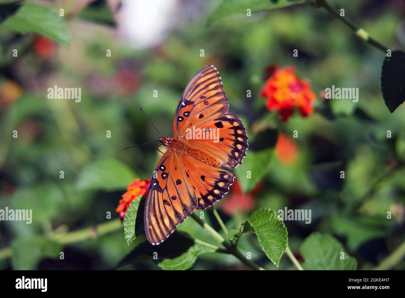 Macro arancio e nero Golfo fritillario farfalla Agraulis vanillae su fiori lantana Foto Stock