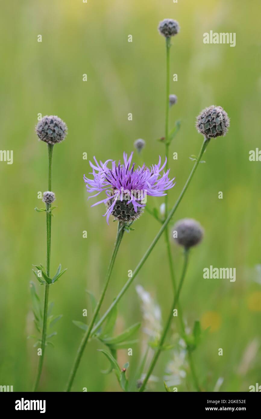 Lila blühende Wiesenblume, Flockenblume Centaurea, mit grünem Hintergrund, fotografiert in Hohenhaslach, Deutschland Foto Stock