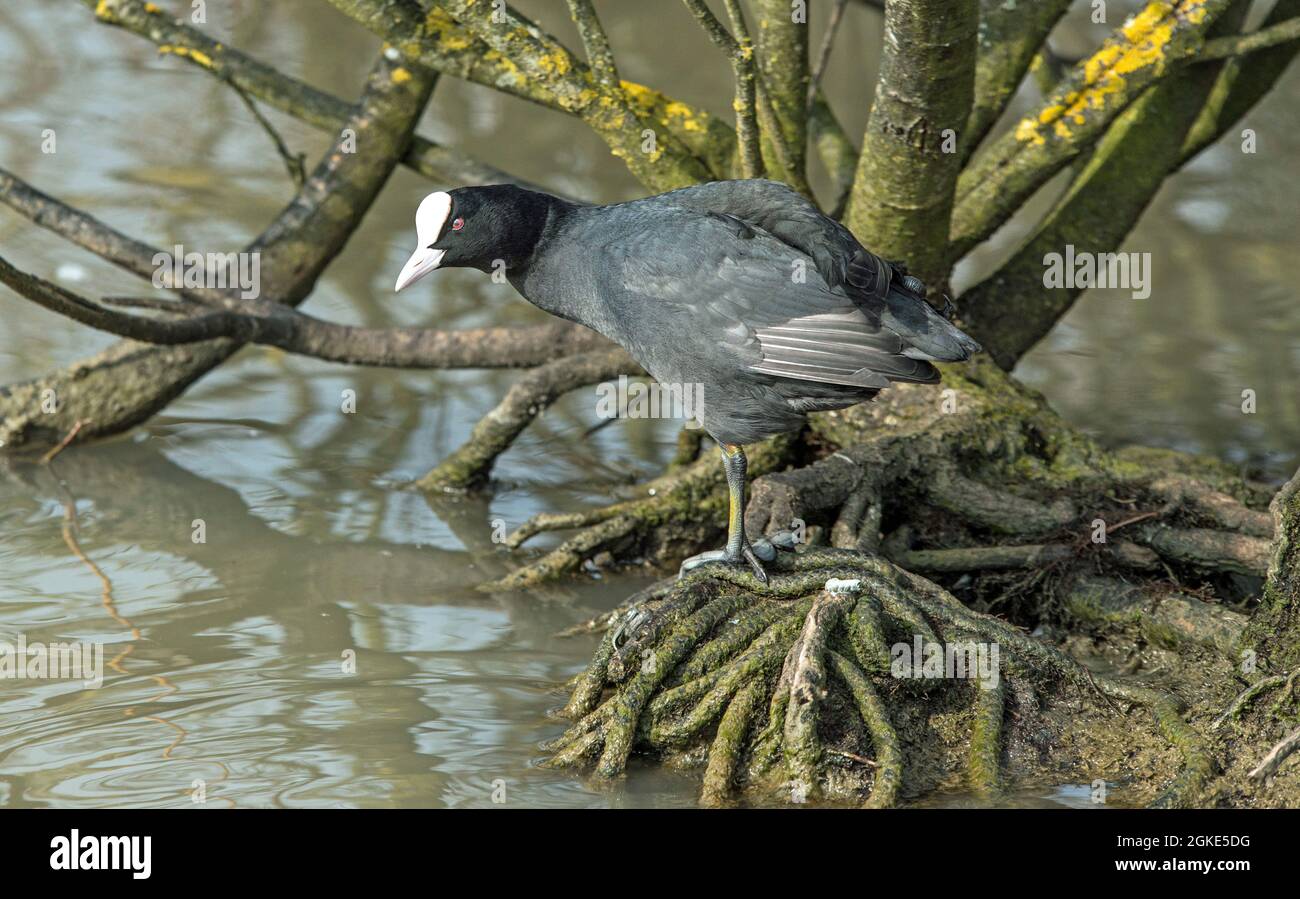 Un unico coot, Fulica atra, su un tronco di lago al Coseston Lakes Country Park, vicino Penarth nel Galles del sud Foto Stock